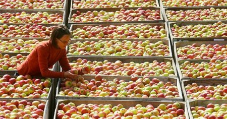 Избавляемся от переизбытка яблок: желе без желатина