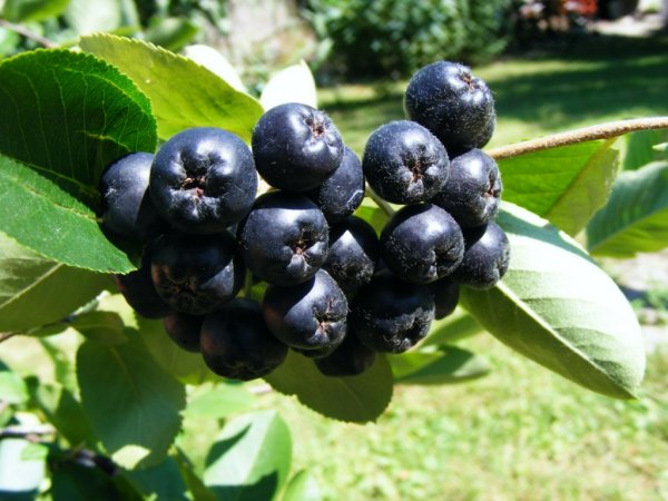 Что приготовить из черноплодной рябины.10 интересных рецептов
