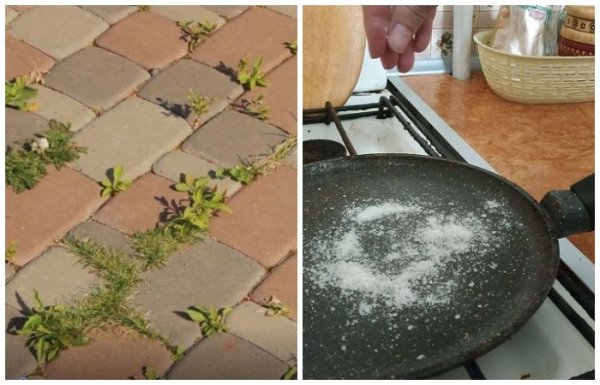 Как избавиться от сорняков и бороться со стреляющим маслом: 12 секретов поваренной соли