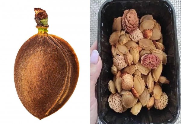 Использование косточек от фруктов по назначению Использование косточек от фруктов по назначению